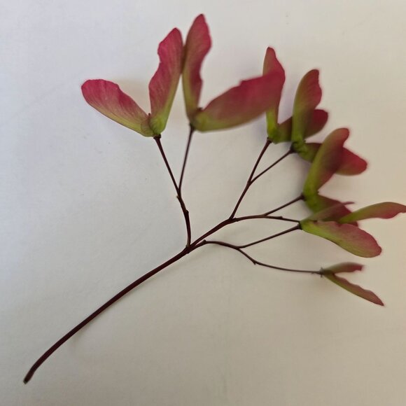 30 Red Japanese Maple Tree Seeds - Acer Palmatum - Picture 11 of 16